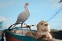 Veranstaltungsbild Animationsfilm: "Flow"
